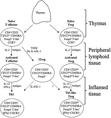 CD4+CD25+ T regulatory cells in renal transplantation